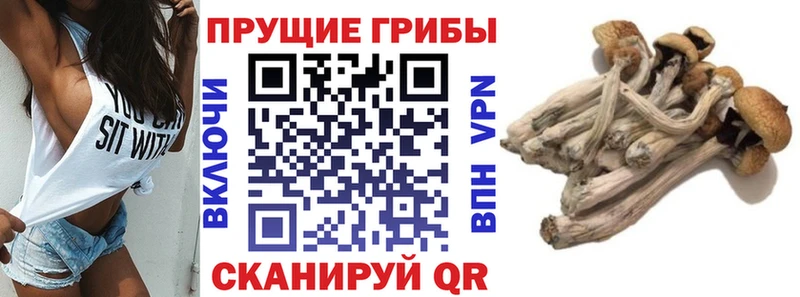 Псилоцибиновые грибы MAGIC MUSHROOMS  купить  цена  KRAKEN рабочий сайт  Тайга 